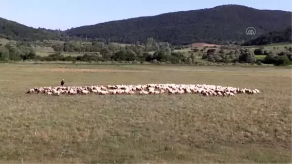 Mali müşavirin çiftliğinde İngiliz ırkı ve yerli cins koyunlarla 