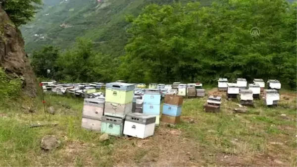 Trabzon'da oluşturulacak bal ormanı 