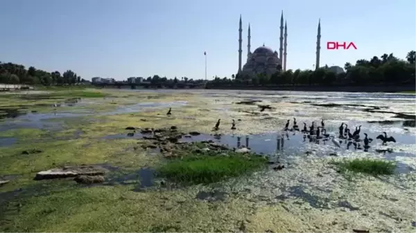 Seyhan Nehri yosunlar nedeniyle yeşile büründü