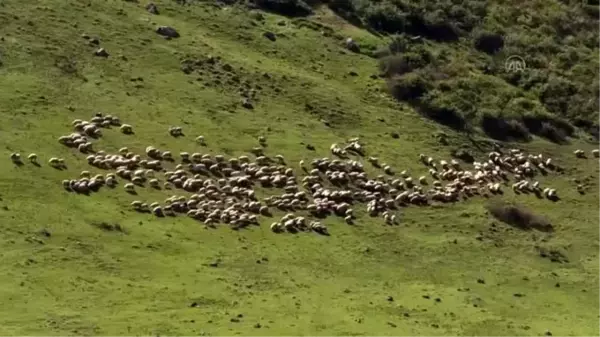 Menderesleriyle ünlü Perşembe Yaylası'na ziyaretçi akını.