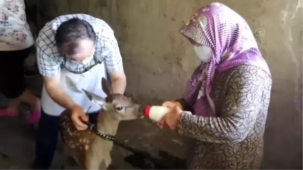 Belediye Başkanı'nın bulduğu kızıl geyik yavrusu korumaya alındı