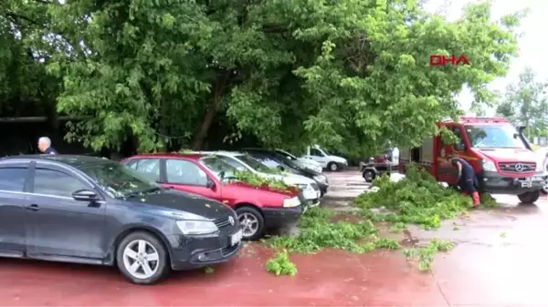 Ağaç, park halindeki araçların üzerine devrildi