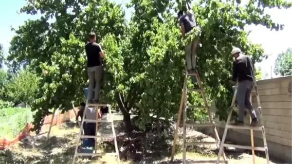 Iğdır'ın kaysısı mevsimlik işçilere emanet