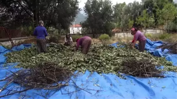 Muğla'da tıbbi ve aromatik bitkiler gelir kaynağı olacak