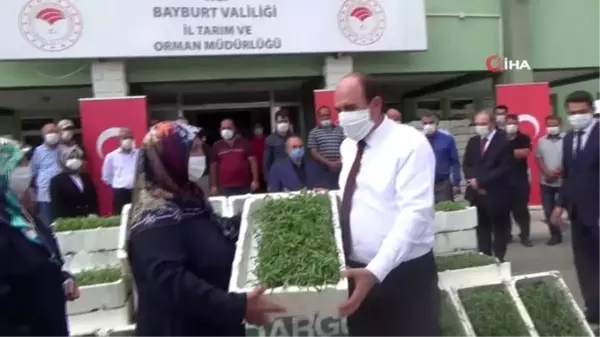 Bayburt'ta kadın çiftçilere 150 bin tarhun fidesi dağıtıldı