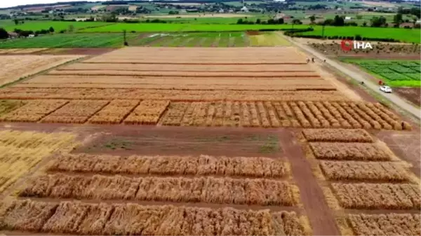 Yerli ve milli buğday tohumu 'kirve' tanıtıldı