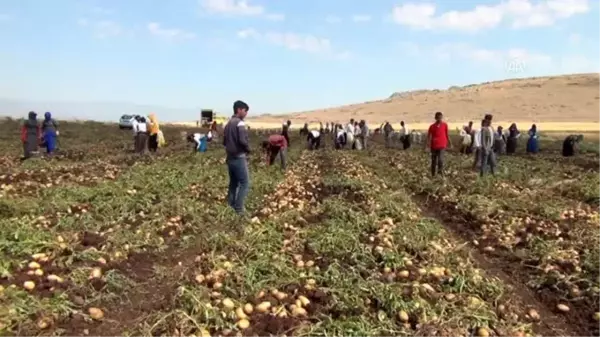 Gaziantep'te patates hasadı başladı