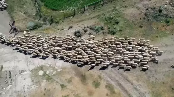 Köyümde Yaşamak İçin Bir 'Sürü' Nedenim Var Projesi - SİVAS