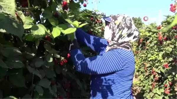 (MERSİN - ÖZEL Mersin'de böğürtlen hasadı başladı