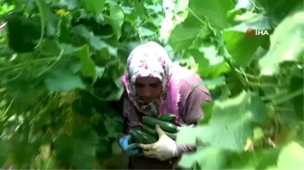 Salatalık fiyatları tarlada düşüşe geçti