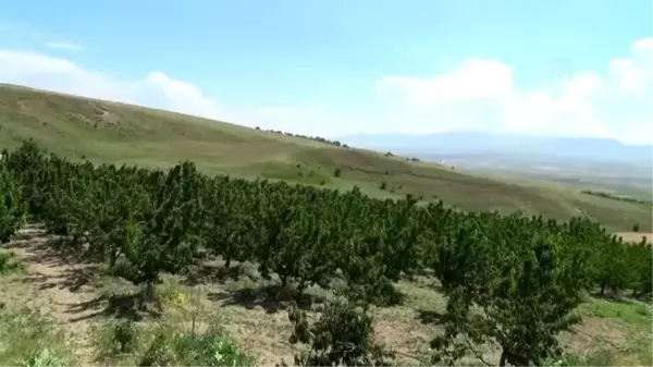 Ahlat'ta kiraz hasadı başladı