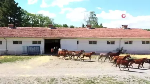 Geleceğin şampiyon tayları görücüye çıkıyor