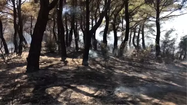 Çanakkale'de orman yangını çıktı (2)