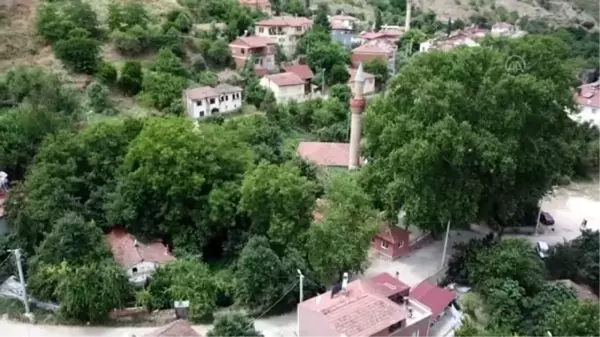 Köy çocukları 150 yıllık ağaçları boyadı