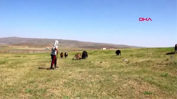 BİNGÖL Çobanlık yaparken antrenmanını da aksatmıyor