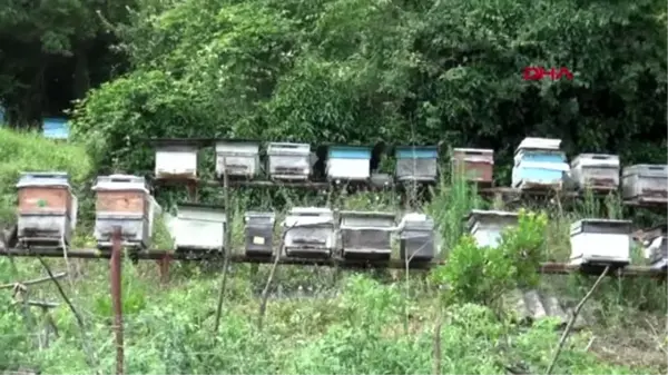 BARTIN Aşırı yağışlar kestane balı üretimini etkiledi