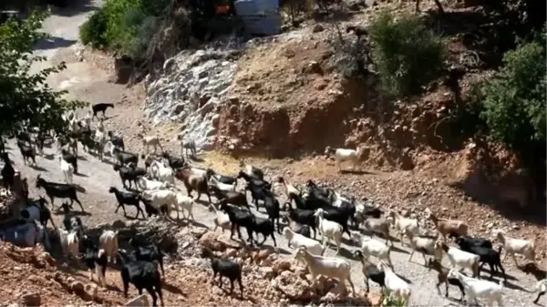 Kurbanlık pazarlığında tokalaşmayı 