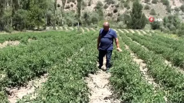 Atıl tarım arazilerini ekonomiye kazandırdılar