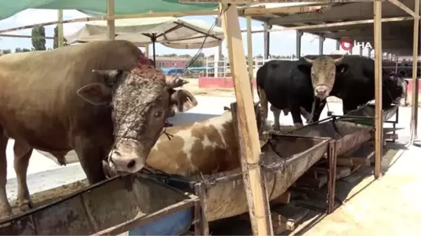 Pandemi kurban satışlarını olumsuz etkiledi