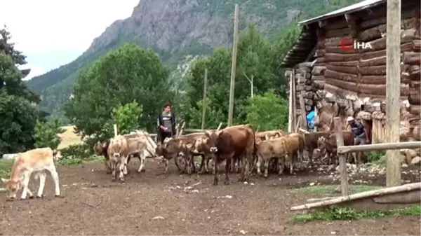 Hem çobanlık yapıyor, hem ders çalıyor