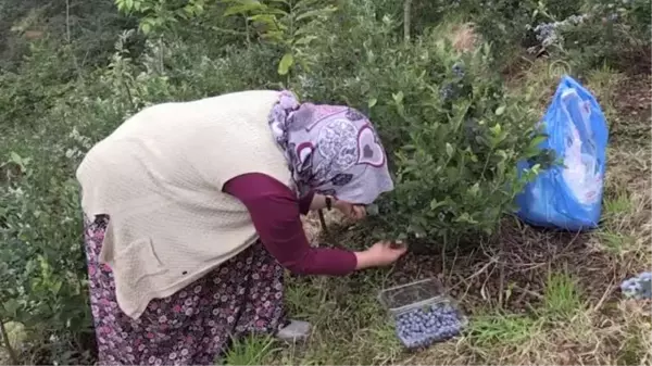 Giresunlu çiftçi mavi yemişle gelirini artırdı