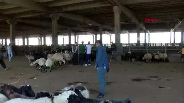 DİYARBAKIR 'Hay-Sağ uygulamasına bakmadan kurbanlık almayın'