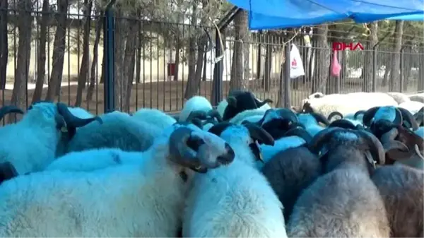 GAZİANTEP Pazarda dikkat çekmek için koyunlarına maske taktı