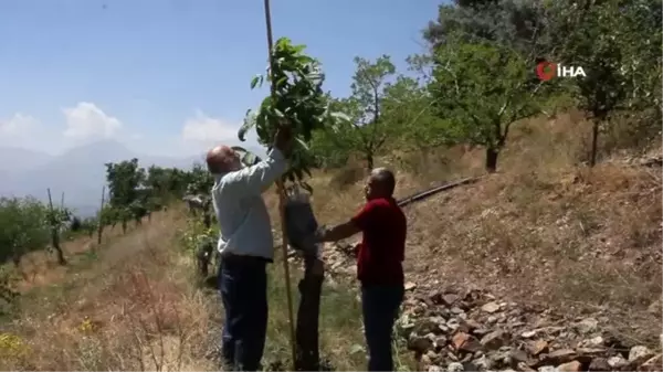 Verimsiz ceviz ağaçları kabuk altı aşısıyla verimli hale getiriliyor