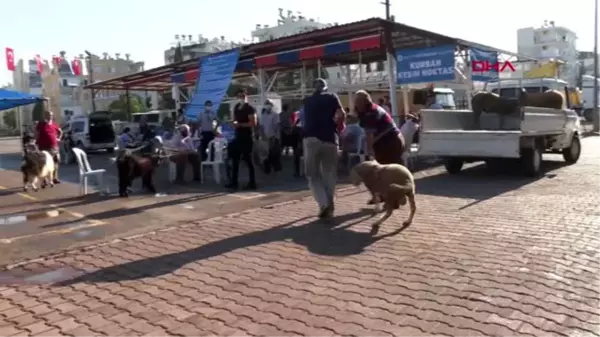 ANTALYA Büyükşehir'den ücretsiz, randevulu ve hijyenik kurban kesimi