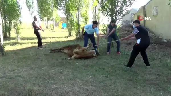 Oltu'da acemi kasaplar iş başında