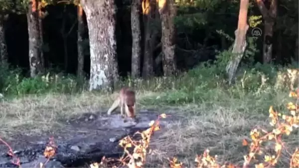 Aç kalan tilki piknikçilerin masasına konuk oldu