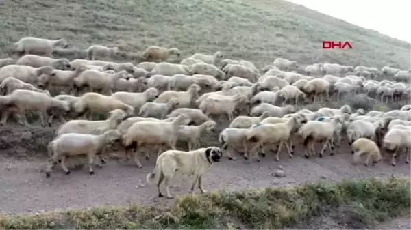 ANKARA Bakan Varank Kangal köpeklerini çip teknolojisi ile koruma altına alıyoruz 1