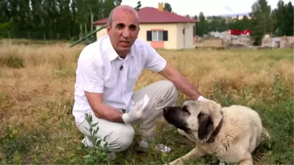 ANKARA Bakan Varank: Kangal köpeklerini çip teknolojisi ile koruma altına alıyoruz 2