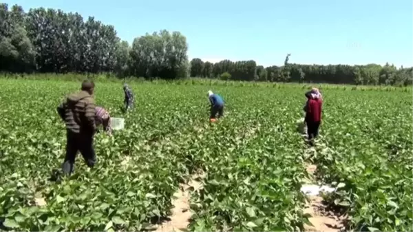 Boş arazisinde tarıma başlayan girişimci anne Iğdırlı kadınların iş umudu oldu