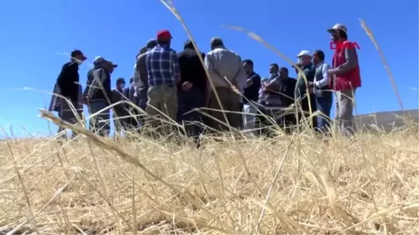 Sivas'ta hasat öncesi dolu yağan bölgede tespit çalışmaları yapılıyor