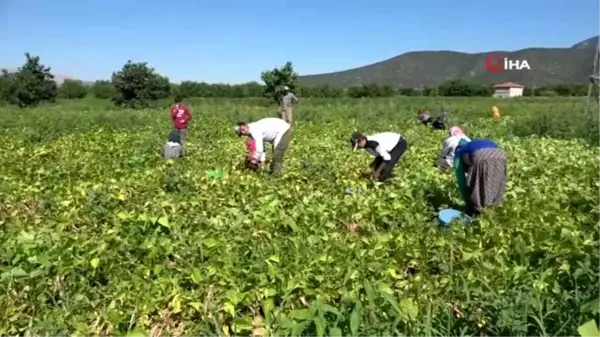 İsmini köyünden alıyor, yılda 4 bin ton üretilip milli ekonomiye katkı sağlıyor