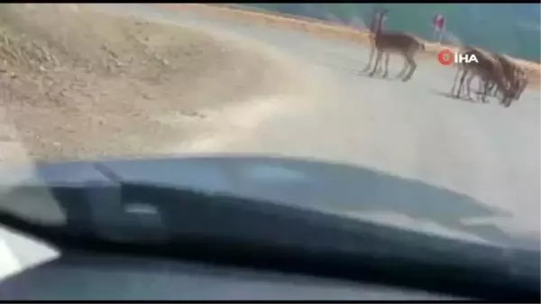 Tuz için yola inen dağ keçileri görüntülendi, yetkililer uyardı