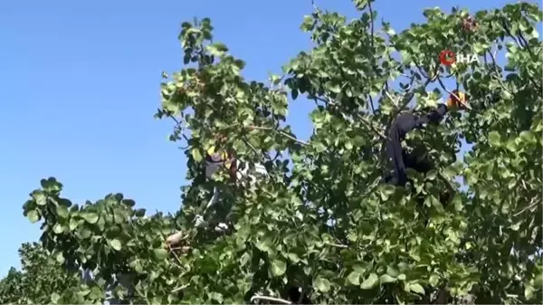 Kilis'te altın ile yarışan boz fıstığın hasadı başladı