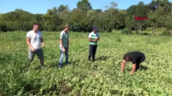 Bartın'da ilk kez kavun üretti