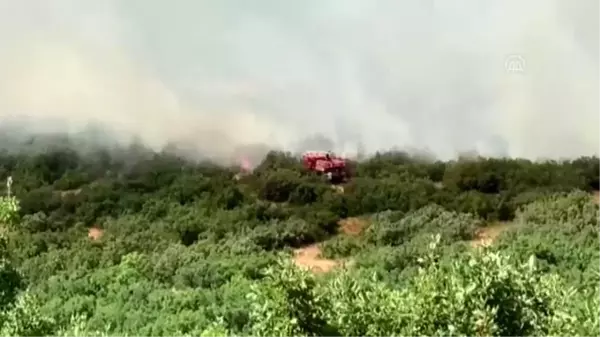 Karakoçan'da 1000 dekar ormanlık alan zarar gördü