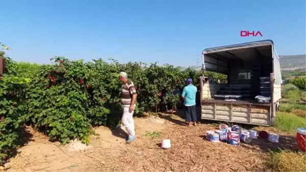 MERSİN Şifa kaynağı böğürtlen 10 TL'den alıcı buluyor