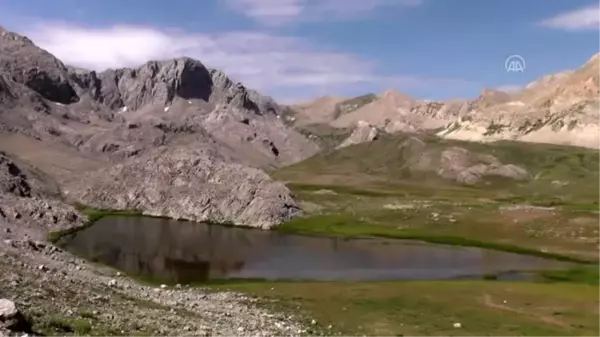 Tunceli'de göçerlerin doğaya saldığı atlar yaylalara renk katıyor