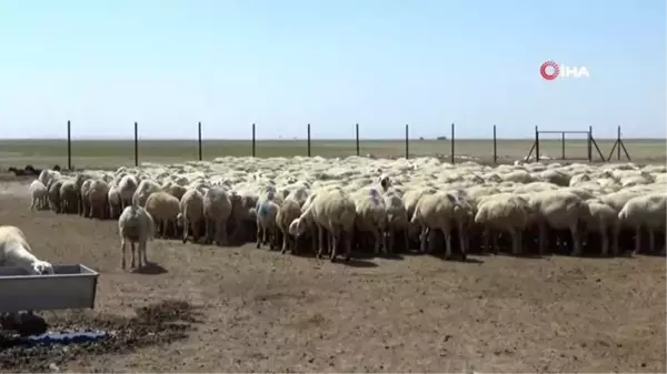 Aksaray'da koyun sürüsüne koç katımı yapıldı