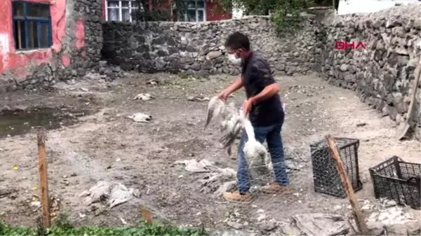 KARS Yetiştirdiği kazları köpekler telef etti, bacak protezi için yardım istiyor