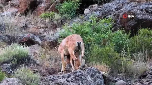 Keçi gibi tırmandı, zor olanı başardı