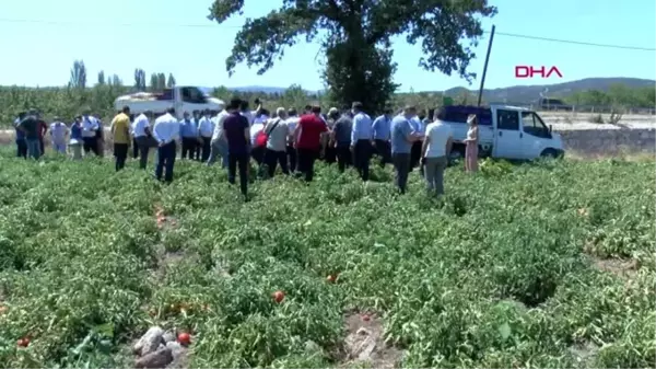 ÇANAKKALE Çanakkale'de domates hasat şenliği düzenlendi