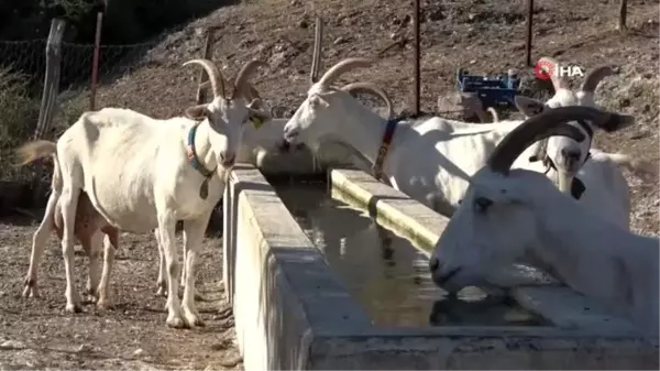 Saanen keçileri hem ormanı kurtardı, hem de köylülerin gelirini arttırdı