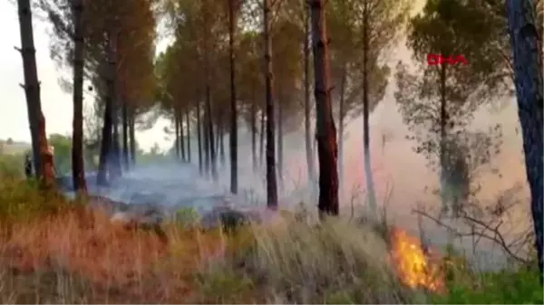 Son dakika haberi! Osmaniye'de orman yangını