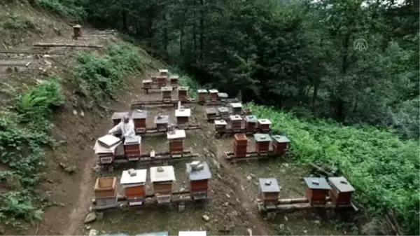 Karadeniz'in bal ormanlarındaki tatlı mesaide sona gelindi