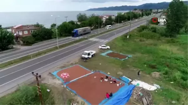 Karadeniz Sahil Yolu kenarları, fındık harmanı oldu